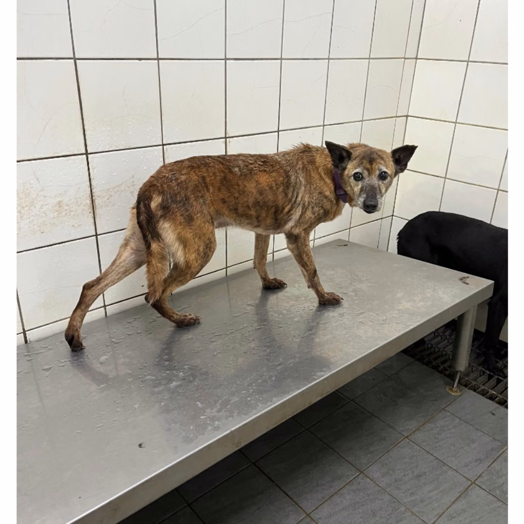 Tabby male mixed-breed dog, Medium, shelter no. …6003