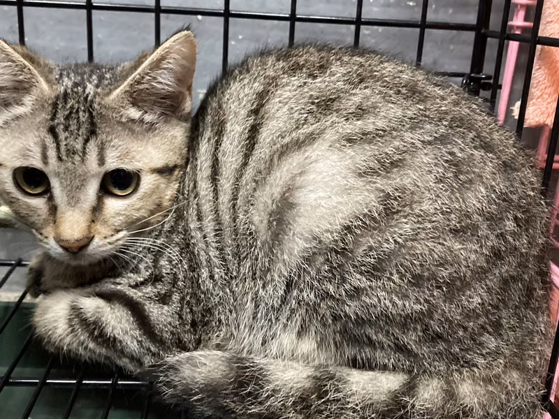 Tabby adult female mixed-breed cat, Medium, shelter no. …0003