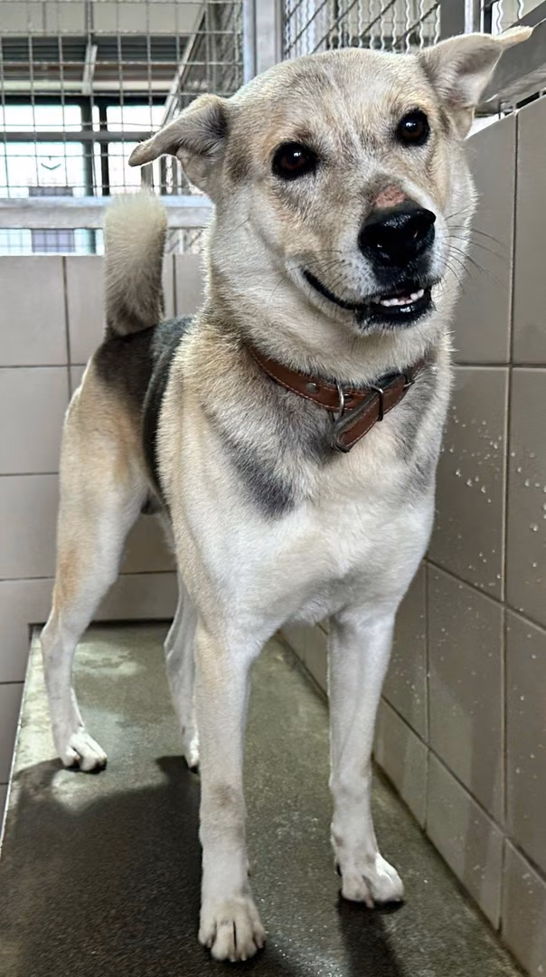 Patched-and-white adult male mixed-breed dog, Medium, shelter no. …7001