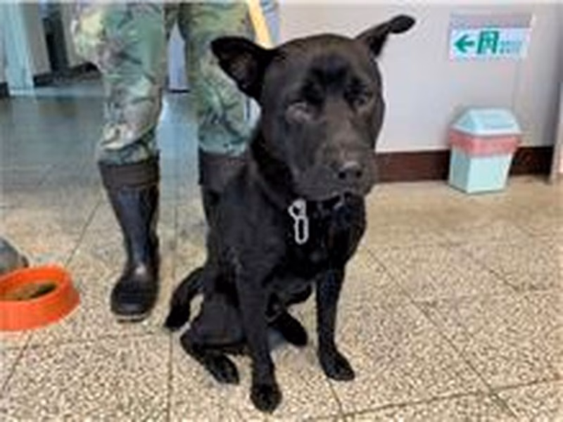 Black adult male mixed-breed dog, Medium, shelter no. …1018