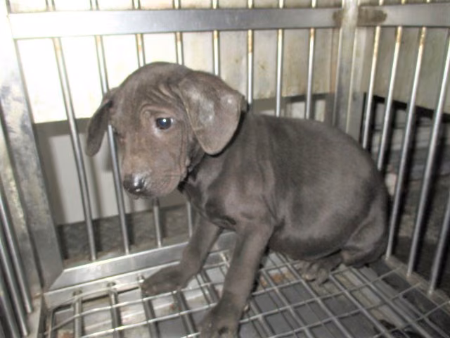 Black young male mixed-breed dog, Small, shelter no. …9003