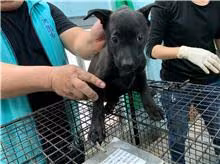 Black female mixed-breed dog, Small, shelter no. …6039