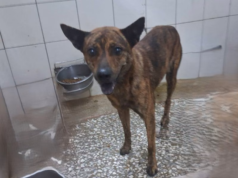 Tabby adult male mixed-breed dog, Large, shelter no. …24-1