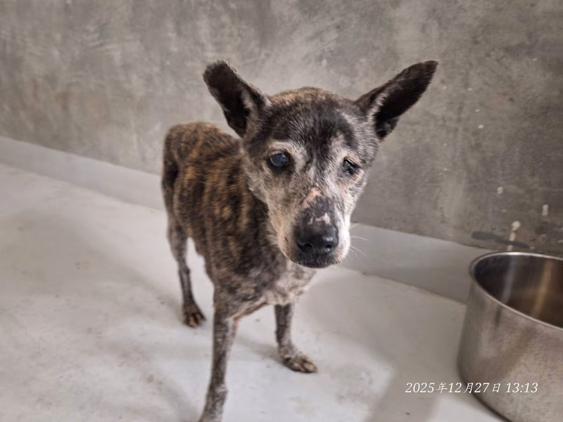 Black adult female mixed-breed dog, Medium, shelter no. …7002