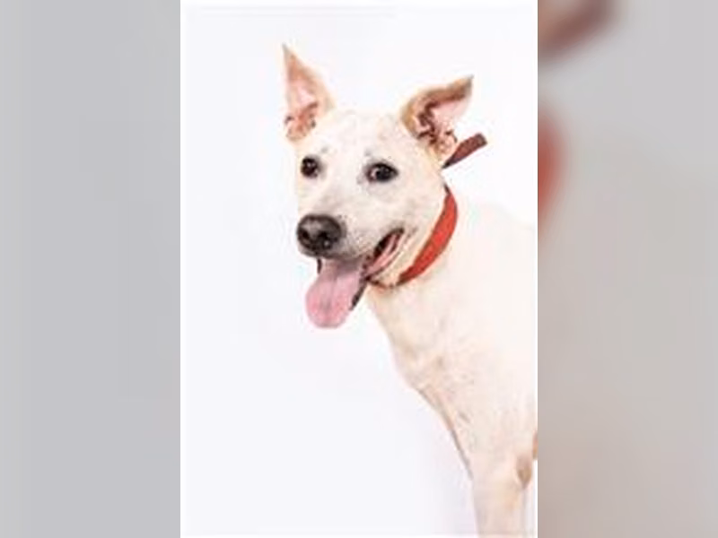 Tan-and-white adult male mixed-breed dog, Medium, shelter no. …0301