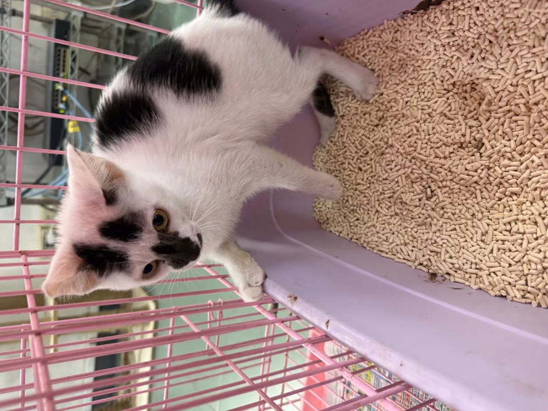 Black-and-white young female mixed-breed cat, Small, shelter no. …1004