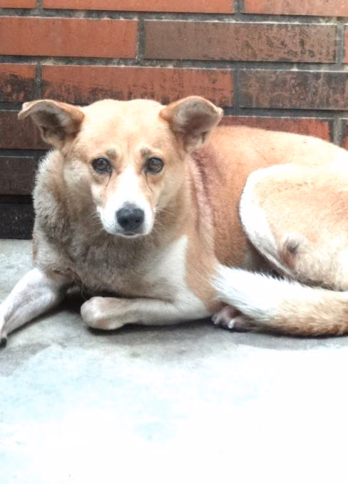 ミックス犬(メス・成犬・茶)、大型, 施設番号 …1771