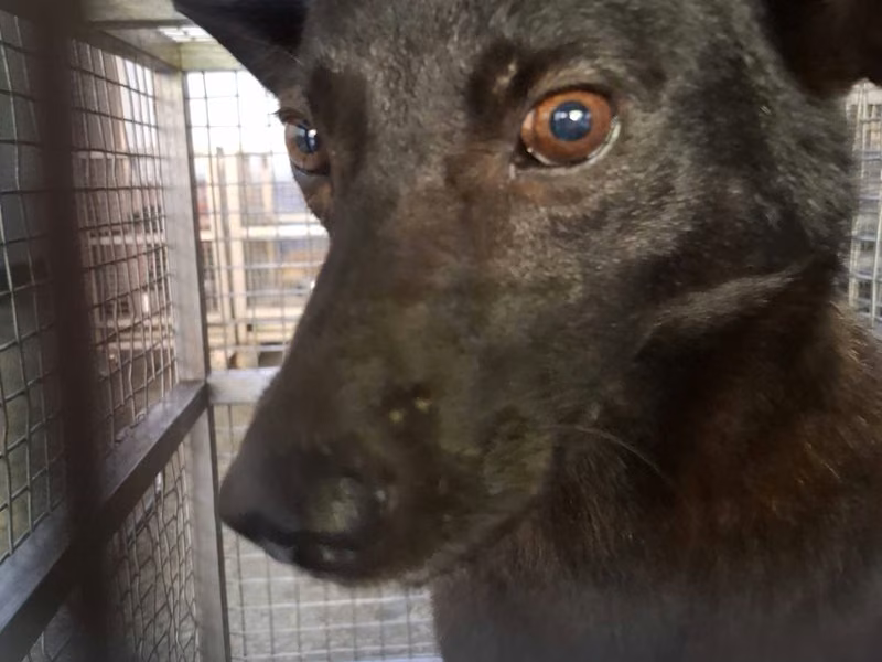 Black adult female mixed-breed dog, Medium, shelter no. …9-04