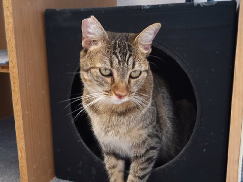 Cantora, Young · Female · European Shorthair