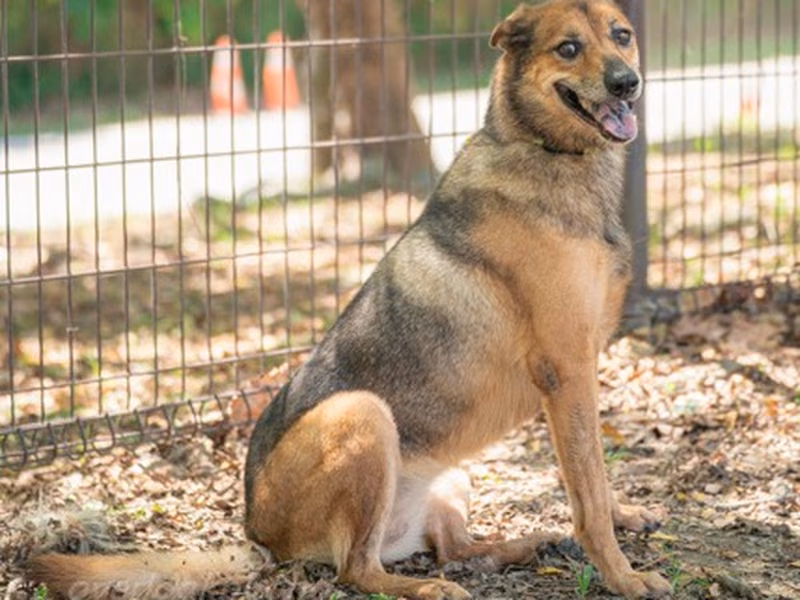 Tan adult female mixed-breed dog, Large, shelter no. …1390