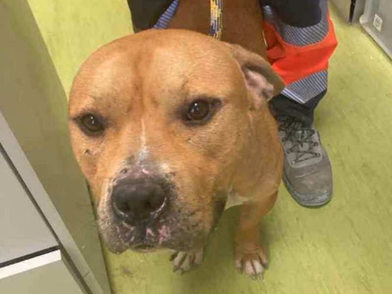 Neduk, Adult · Male · Medium · American Pit Bull Terrier