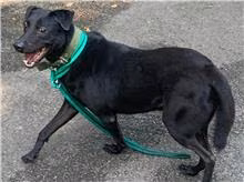 Black young male mixed-breed dog, Small, shelter no. …0802