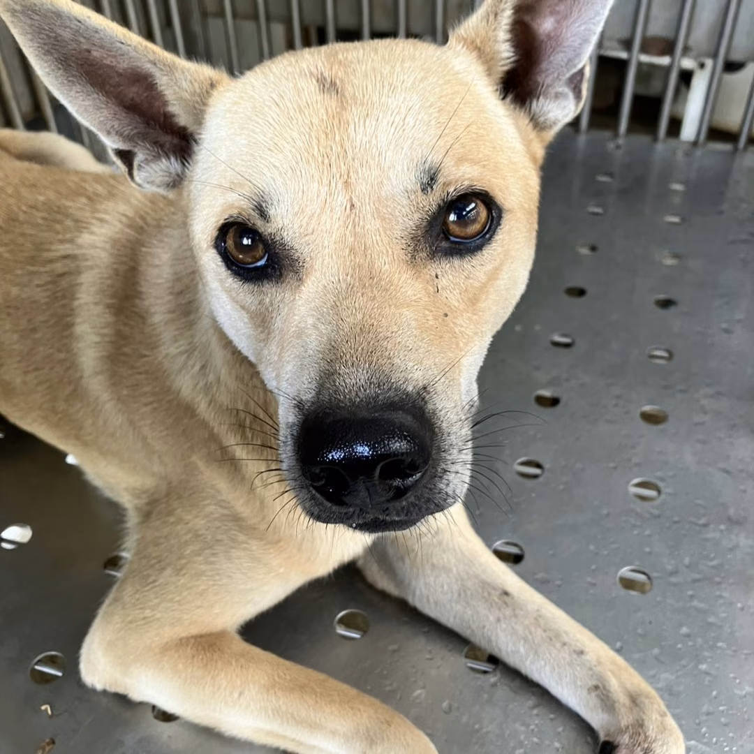 Tan adult male mixed-breed dog, Medium, shelter no. …5003
