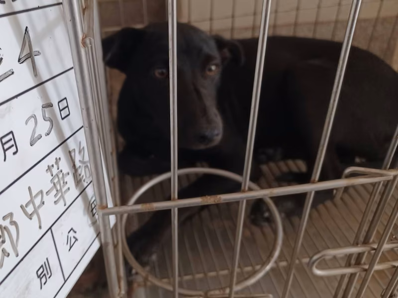 Black adult female mixed-breed dog, Medium, shelter no. …024D