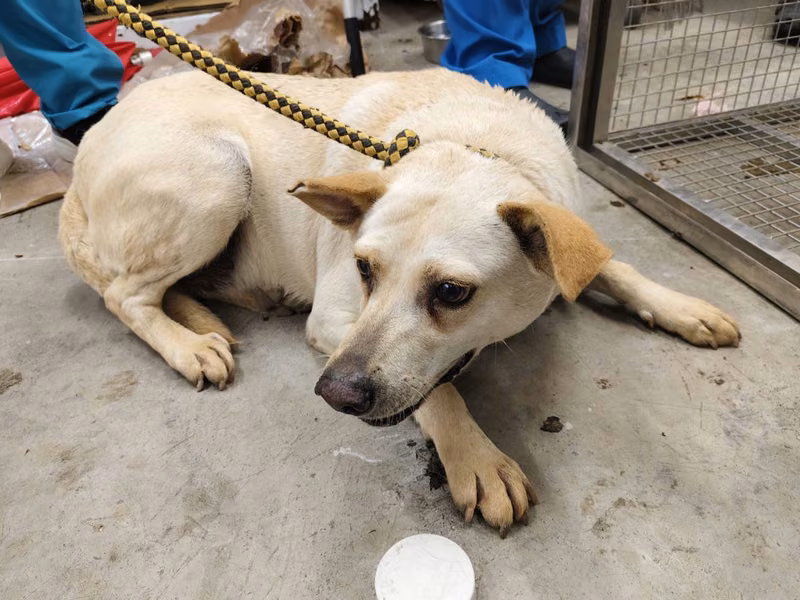 Cream adult female mixed-breed dog, Large, shelter no. …1402