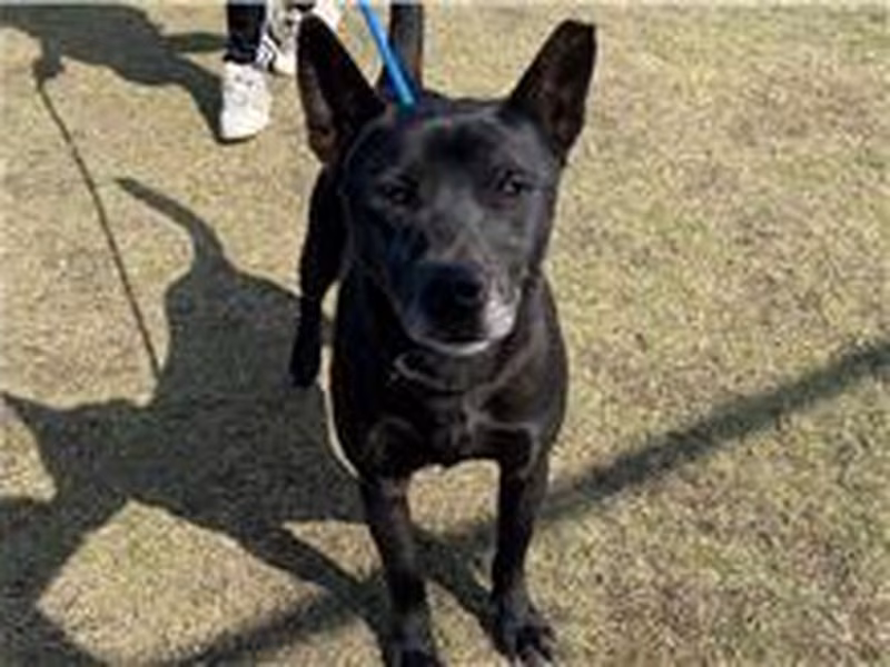 Black adult male mixed-breed dog, Medium, shelter no. …7002