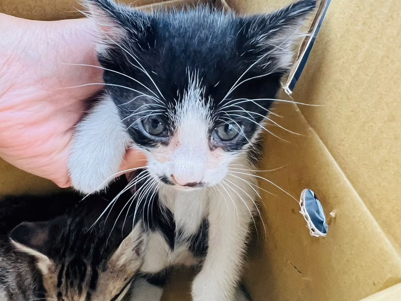 Black-and-white young mixed-breed cat, Small, shelter no. …7002
