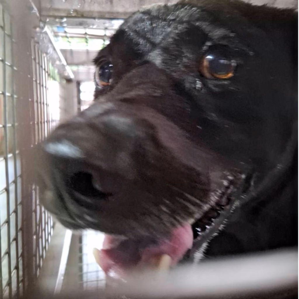 Black adult male mixed-breed dog, Medium, shelter no. …1-08
