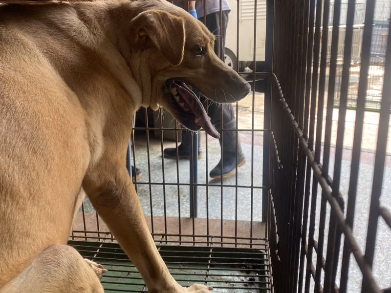 Tan adult female mixed-breed dog, Large, shelter no. …3-02