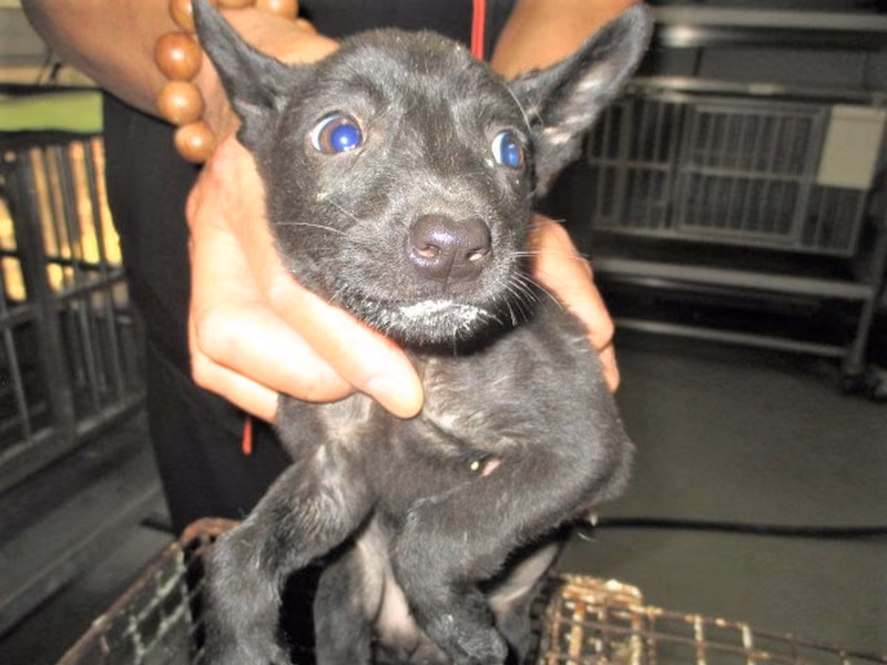 Black young male mixed-breed dog, Small, shelter no. …1005