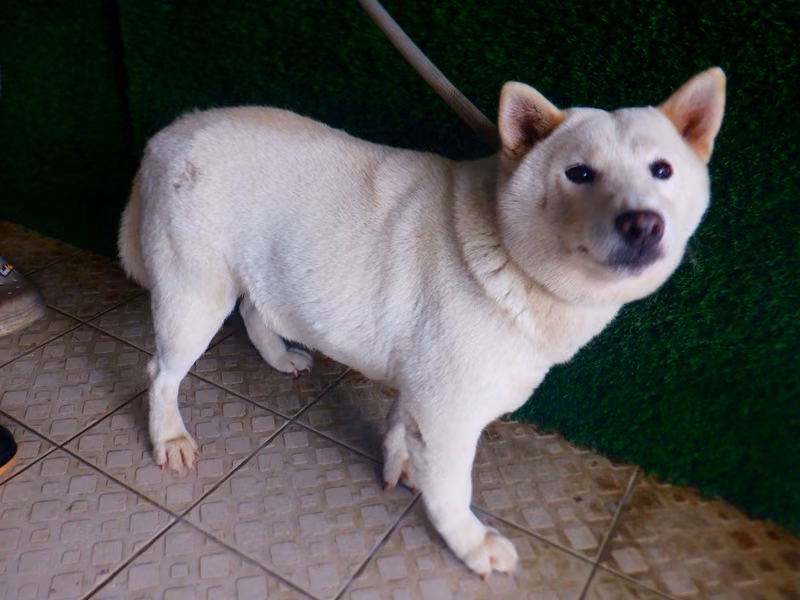 White adult female Shiba Inu, Medium, shelter no. …4585