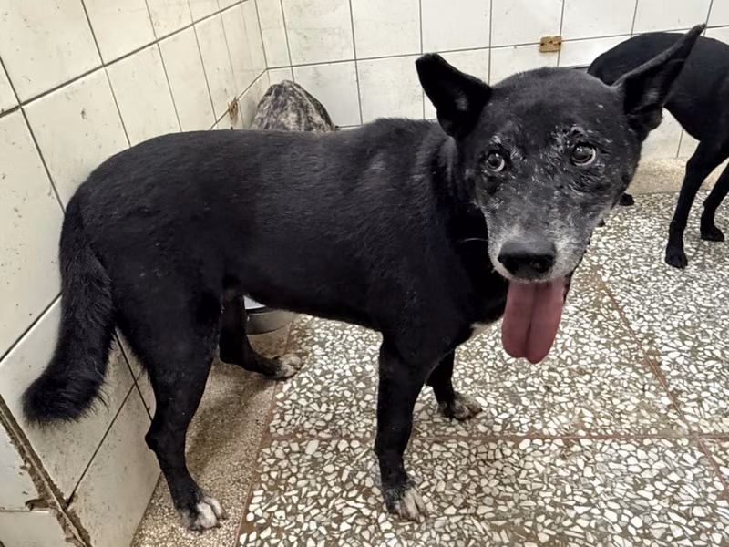 Black adult female mixed-breed dog, Large, shelter no. …25-2