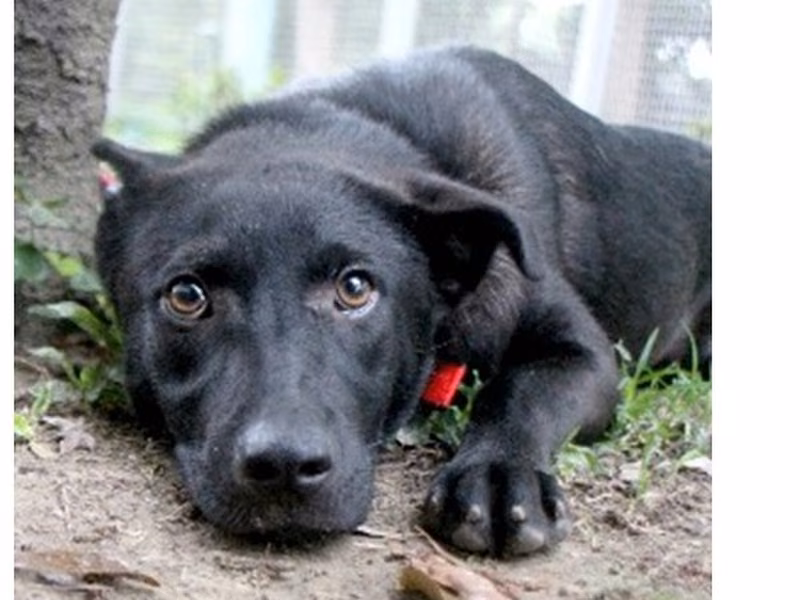 Black adult female mixed-breed dog, Large, shelter no. …6004