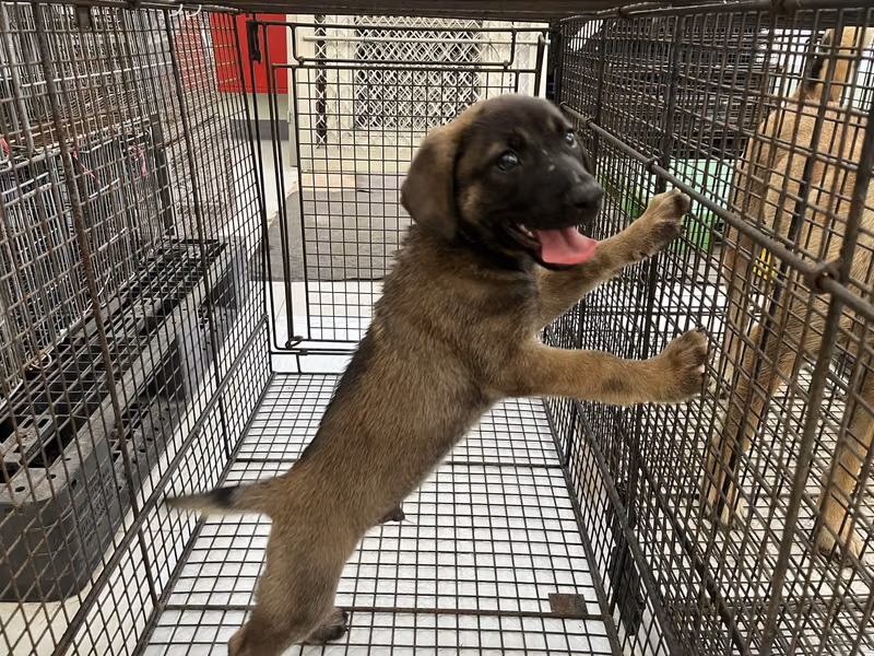 青年公混種犬，小型, 收容編號 …8D01
