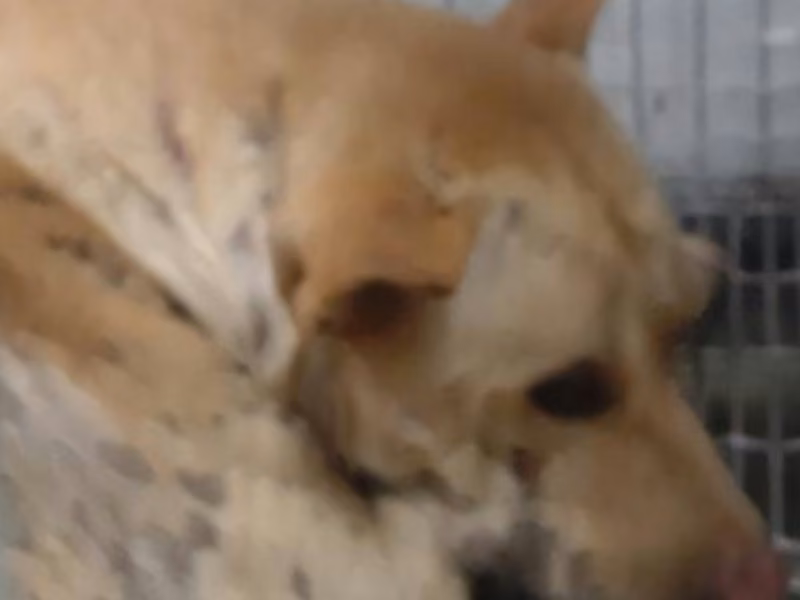 Tan adult male mixed-breed dog, Medium, shelter no. …7-04