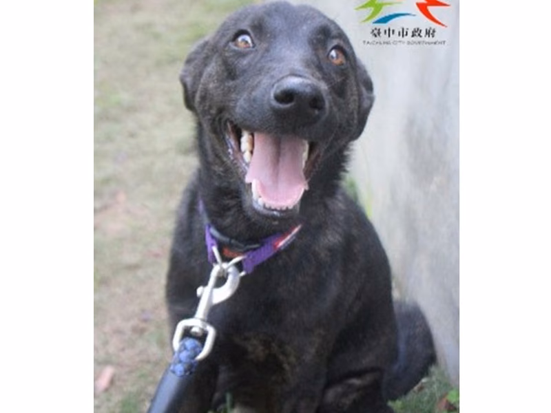 Black tabby adult female mixed-breed dog, Large, shelter no. …6003