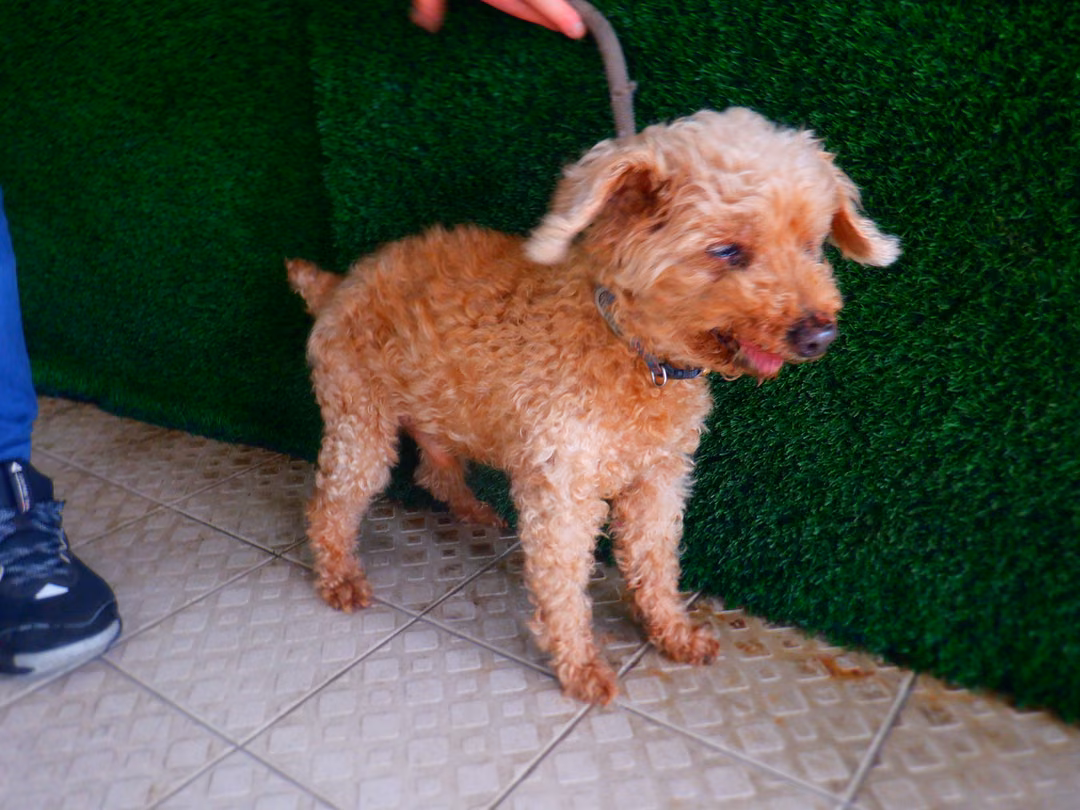 Brown adult male poodle, Small, shelter no. …1568