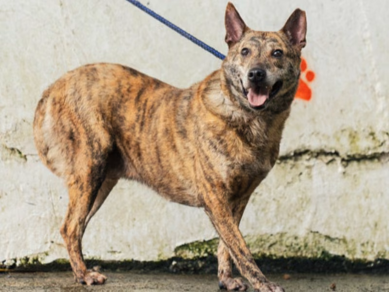 Tabby adult male mixed-breed dog, Medium, shelter no. …4001