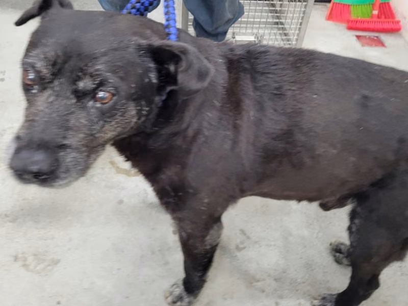 Black adult male mixed-breed dog, Medium, shelter no. …1801
