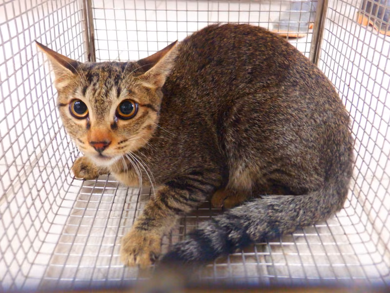 Tabby adult female mixed-breed cat, Small, shelter no. …4C14