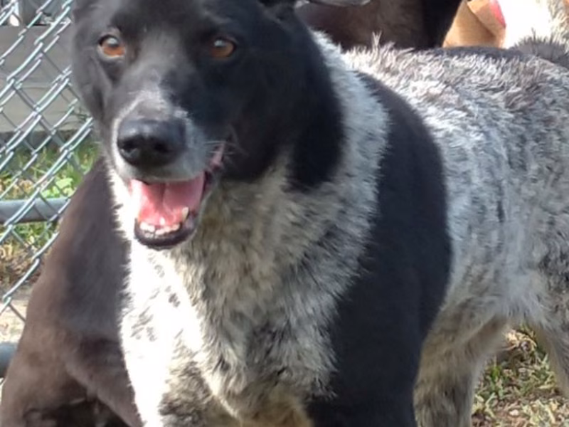 Black-and-white adult female mixed-breed dog, Medium, shelter no. …1202