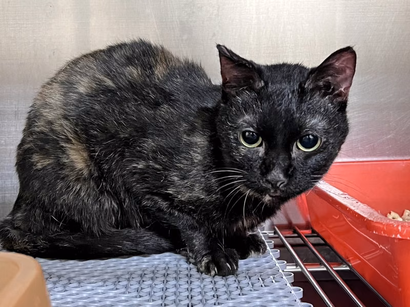 ミックス猫（メス・成猫）、中型, 施設番号 …5001