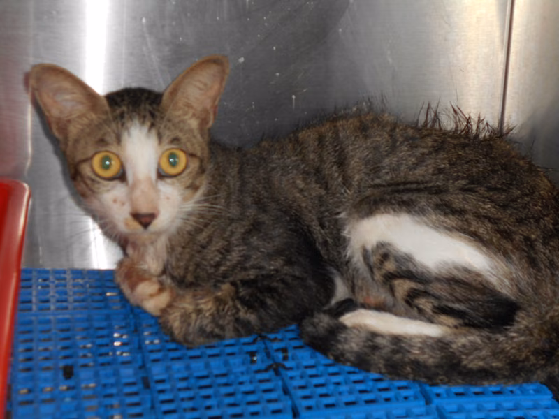 ミックス猫（オス・成猫・黒とトラ）、中型, 施設番号 …7015
