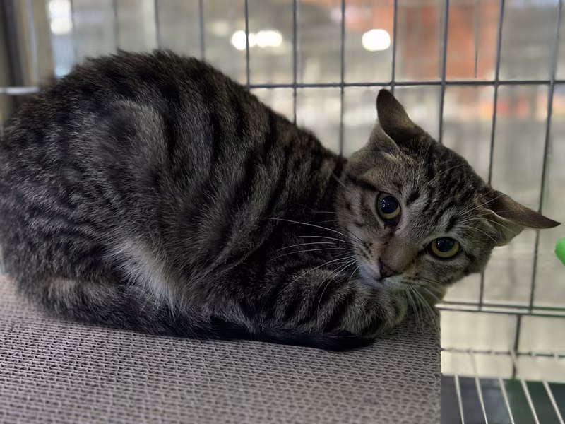 Tabby young female mixed-breed cat, Small, shelter no. …2002