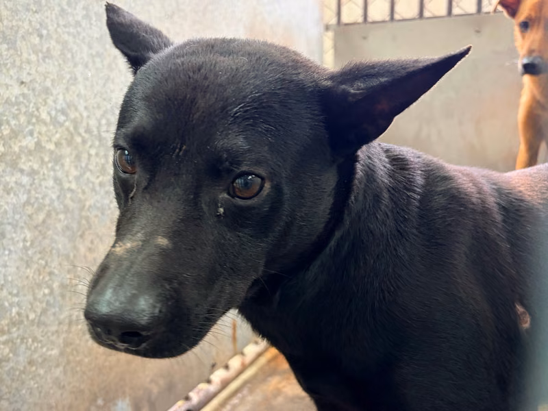 Black adult male mixed-breed dog, Medium, shelter no. …3005