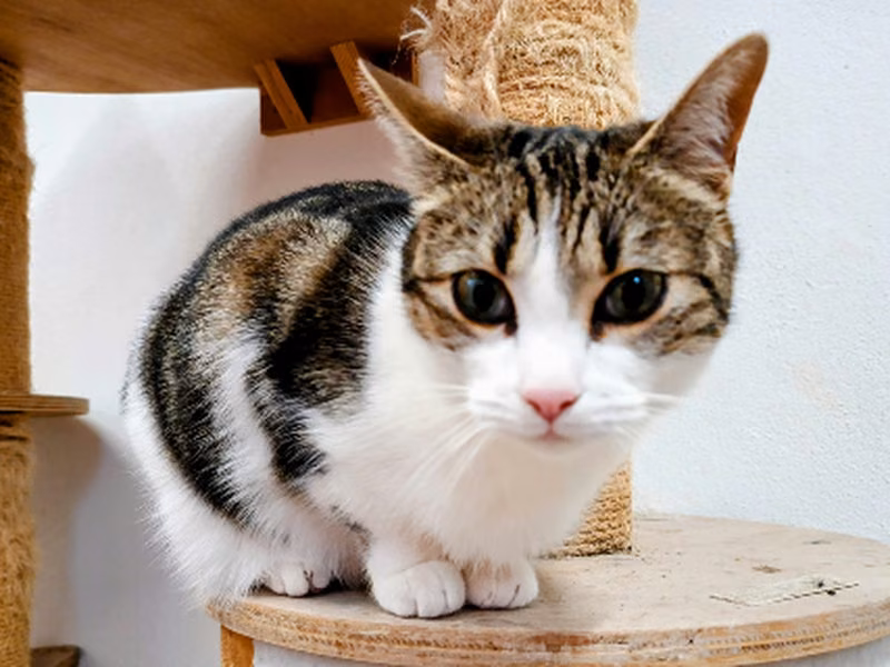 Estela, Adult · Female · European Shorthair