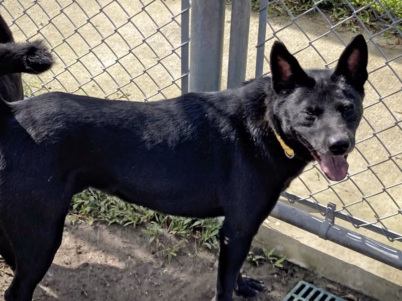 Black adult male mixed-breed dog, Medium, shelter no. …0101