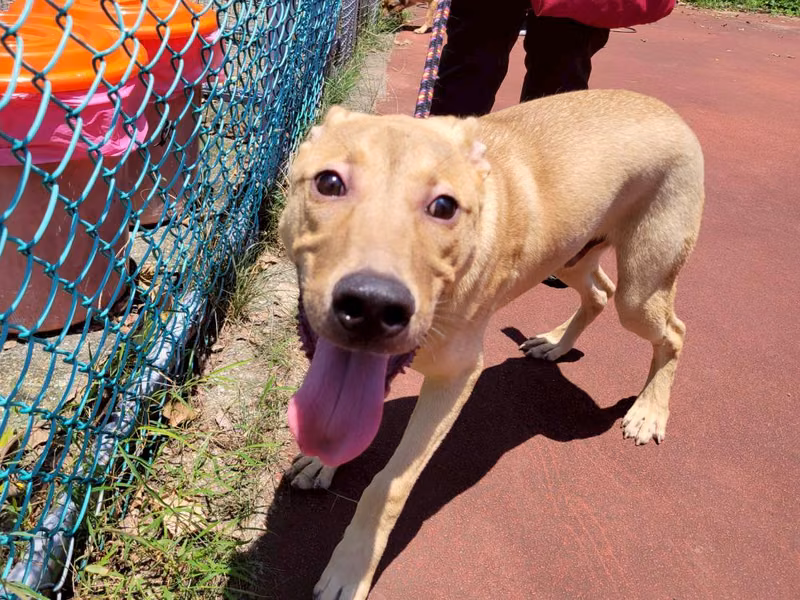 Tan adult male mixed-breed dog, Medium, shelter no. …2404