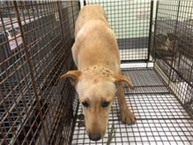 Cream adult male mixed-breed dog, Medium, shelter no. …1D01