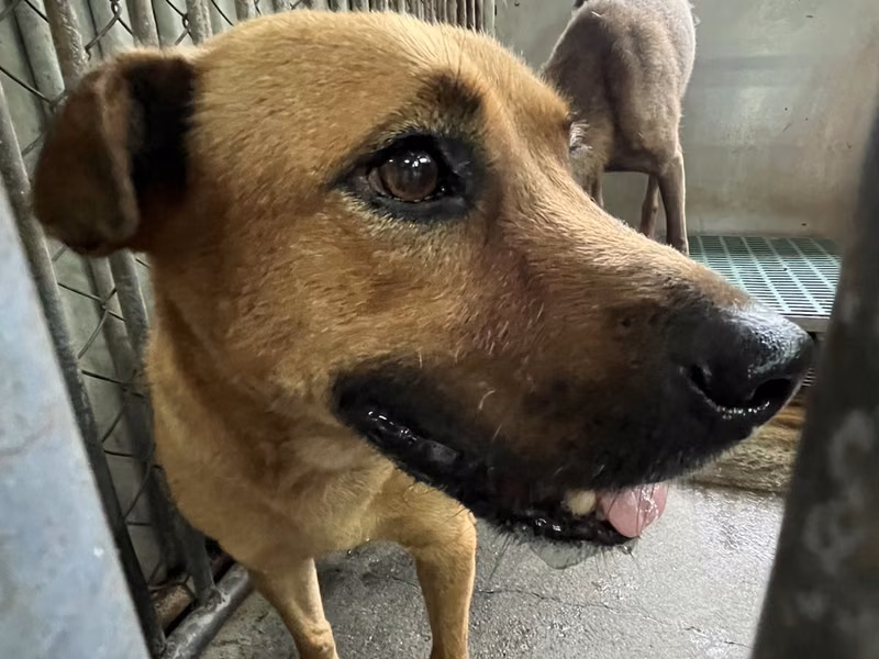 Tan adult male mixed-breed dog, Medium, shelter no. …5001