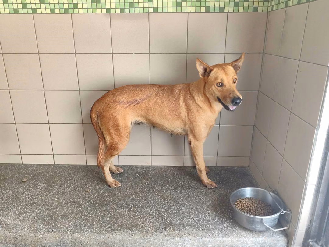Tan adult female mixed-breed dog, Large, shelter no. …0504