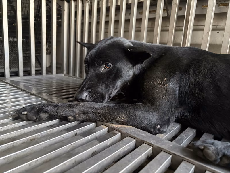Black adult mixed-breed dog, Medium, shelter no. …5006