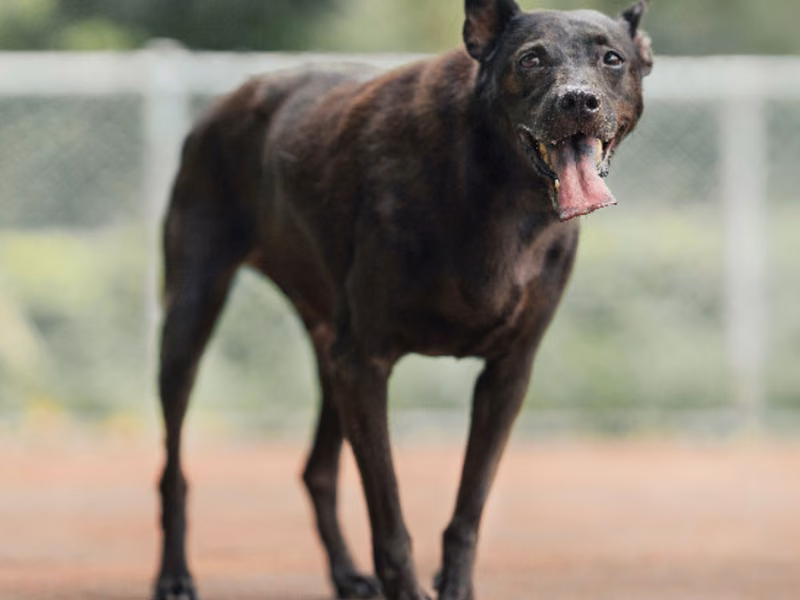 Black adult male mixed-breed dog, Medium, shelter no. …0205