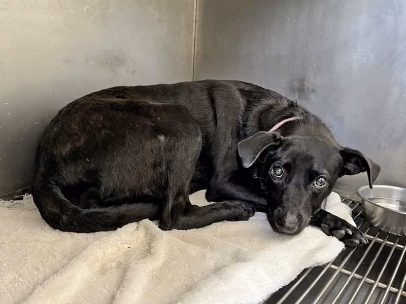 Black adult female mixed-breed dog, Medium, shelter no. …1602