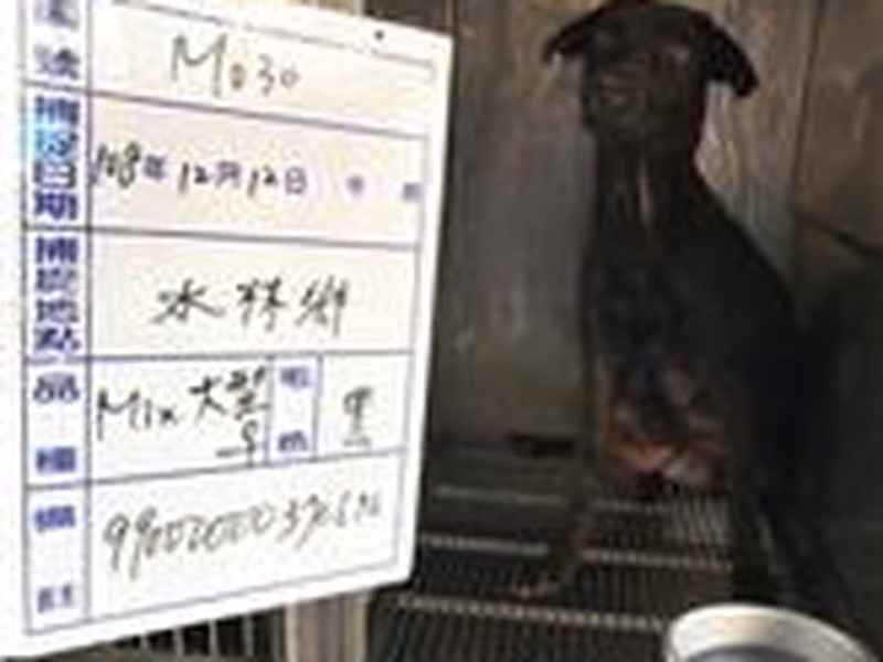 Black adult female mixed-breed dog, Large, shelter no. …030D