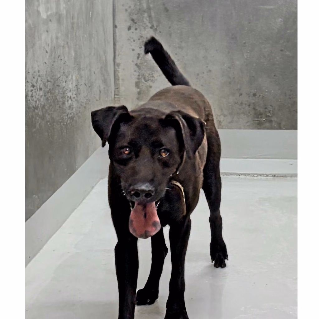 Black adult male mixed-breed dog, Large, shelter no. …5003